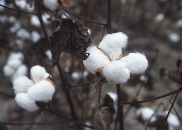 The boll weevil ruins more than 85 percent of the South’s cotton crop.