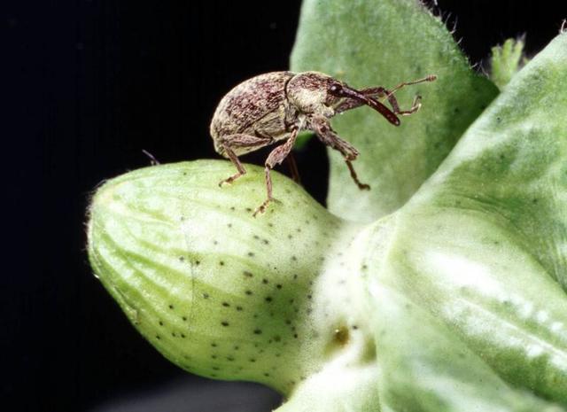 The boll weevil ruins more than 85 percent of the South’s cotton crop.