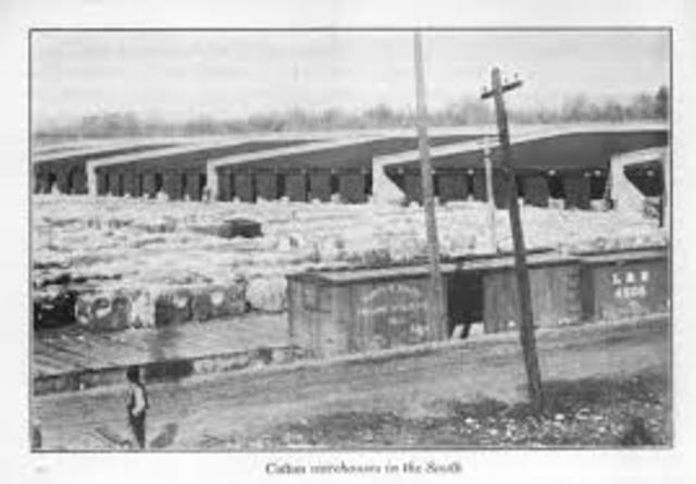The boll weevil ruins more than 85 percent of the South’s cotton crop.