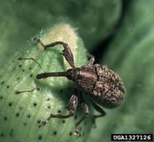 The boll weevil ruins more than 85 percent of the South’s cotton crop