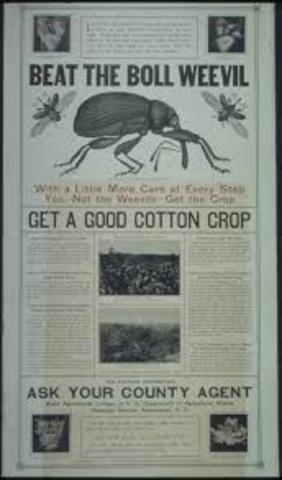 The boll weevil ruins more than 85 percent of the South’s cotton crop.