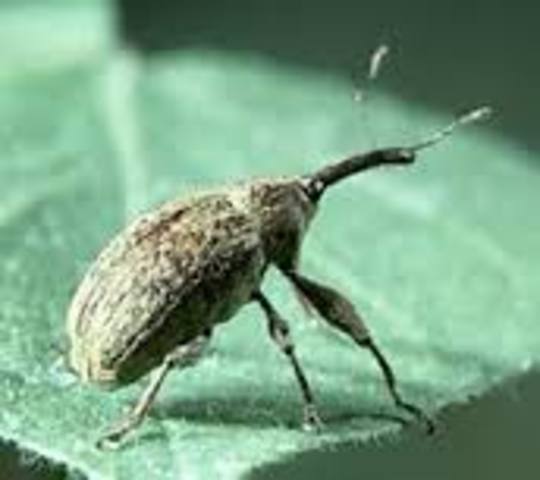 The boll weevil ruins more than 85 percent of the South’s cotton crop.