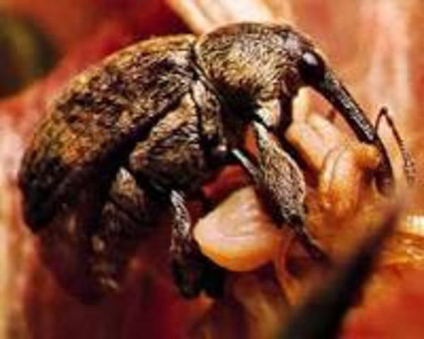 Boll Weevil