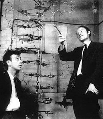 Watson and Crick, Big discovery