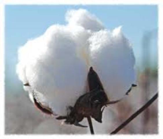 The boll weevil ruins more than 85 percent of the South’s cotton crop.