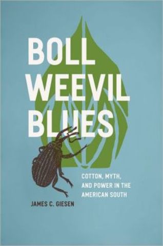The boll weevil ruins more than 85 percent of the South’s cotton crop.