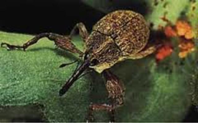 Boll Weevil Crisis