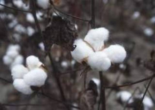 The boll weevil ruins more than 85 percent of the South’s cotton crop.