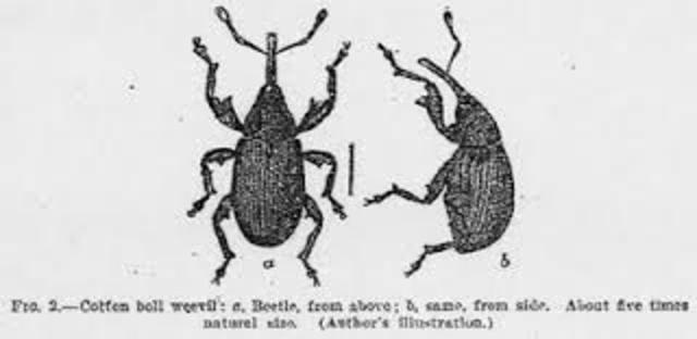 The boll weevil ruins more than 85 percent of the South’s cotton crop.