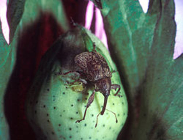 The Boll Weevil Ruins More Than 85% of the South's Cotton Crop