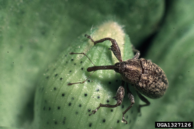 The boll weevil ruins more than 85 percent of the South’s cotton crop