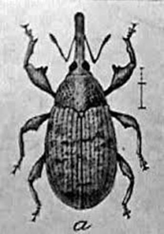 The Boll Weevil