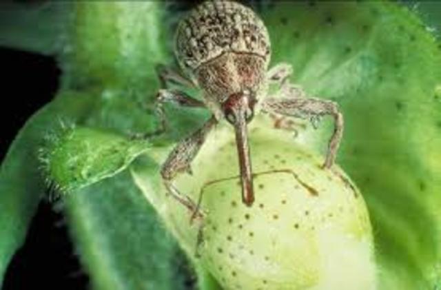 The boll weevil ruins more than 85 percent of the South’s cotton crop.