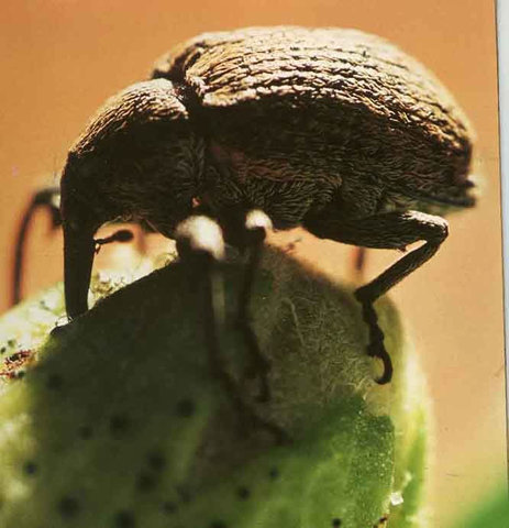 The boll weevil ruins more than 85 percent of the South’s cotton crop.