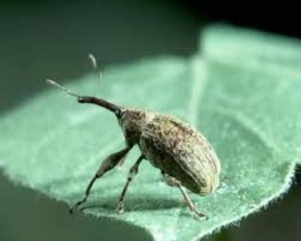 The Boll Weevil ruins more than 85 Percent of the South’s Cotton Crop.