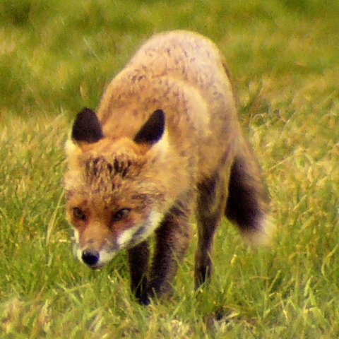 - Mar 2006    Freelance Ecologist