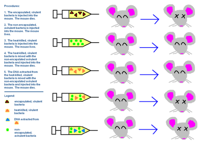 Oswald Avery's: Avery-MacLeod-McCarty experiment (continued)
