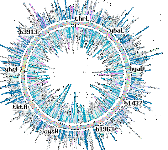 Genoma de la bacteria Escherichia coli.