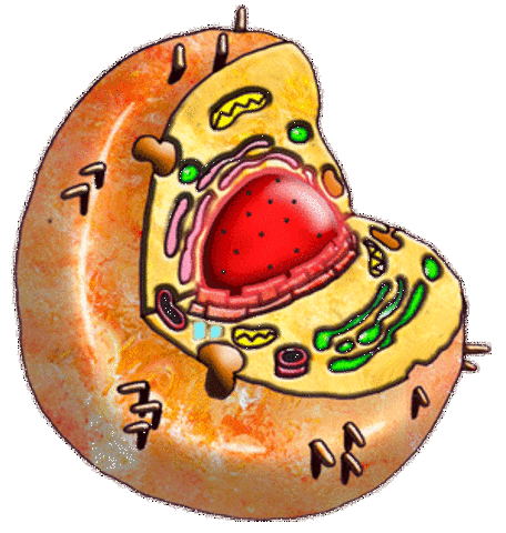 Observaciones de  la primera Celula