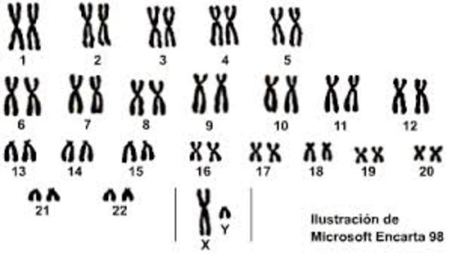 CROMOSOMAS