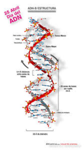 Estructura de doble helice del ADN
