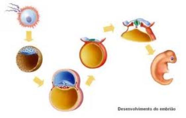 TEORIA CAPAS GERMINATIVAS