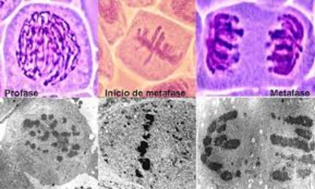 DIVISION CELULAR 1 Feb 1879