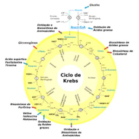 CICLO DE KREBS