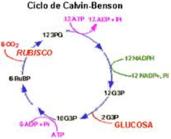 CICLO DE CLAVIN