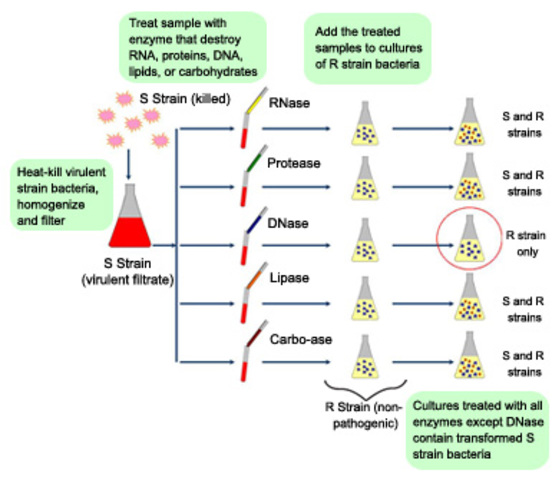 DNA y genes mediante tranformacion