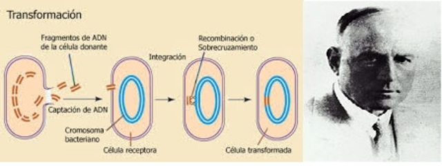 La Transformación Bacteriana