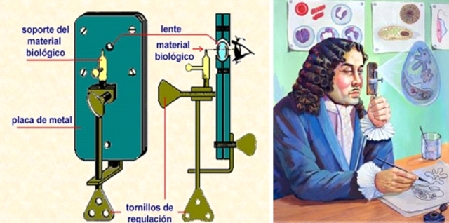 ANTON VAN LEEUWEHOEKES