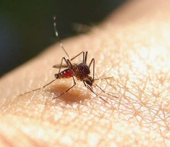 Lafiebre amarilla es transmitida por mosquitos