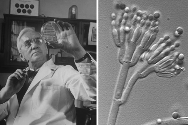 Alexander Fleming aísla la penicilina de un cultivo de Penicillium notatum.