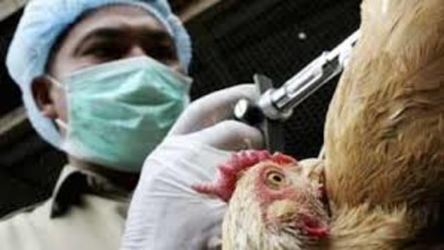 Gripe Aviar (H5N1)