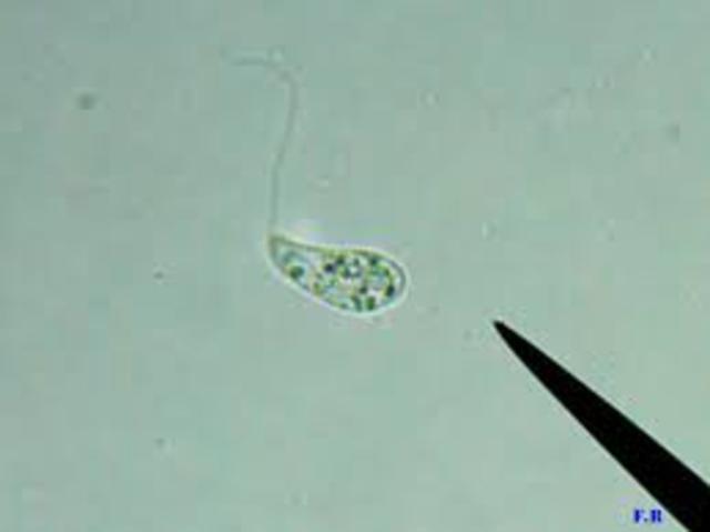 observacion de flagelos