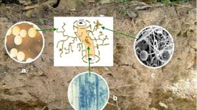 nitrogeno molecular en el aire