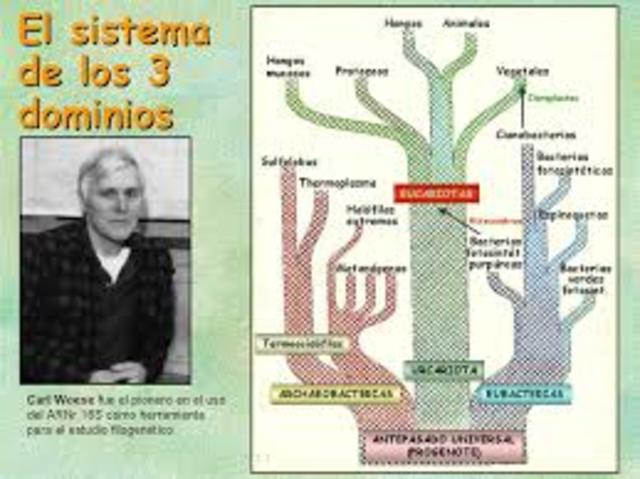 nomenclatura bactereologica