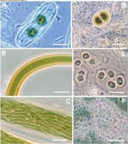 hepatitis delta humana posee un genomio de ARN
