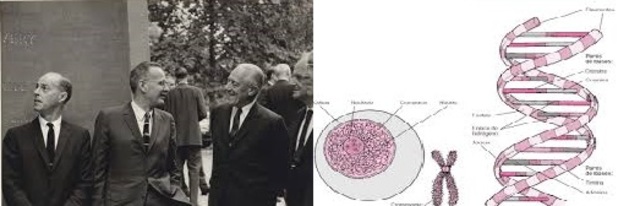 Oswald Avery,Colin Macleod y Macliyn McCarhy