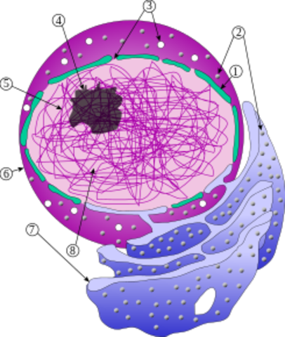 se da el termino ''Nucleo Celular''