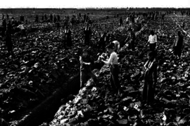 Great Leap Forward http @#$://www.bbc.com/news/world-asia-pacific-13017882