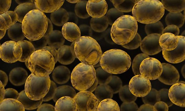 DESCUBRIMIENTO DE LAS LEVADURAS