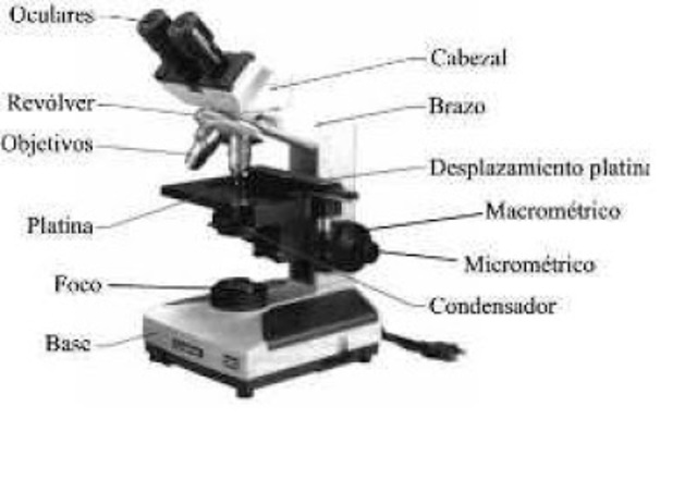 EL MICROSCOPIO
