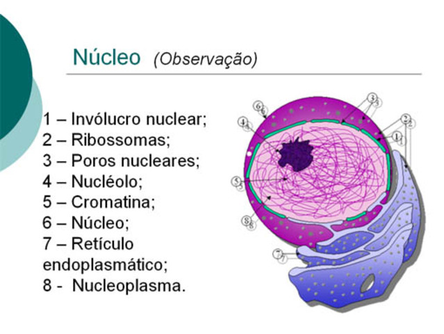 NUCLEO CELULAR