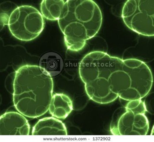 Descubrimiento de las bacterias