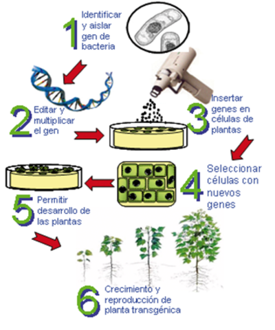 primer congreso intenacional de microorganismos modificados geneticamente