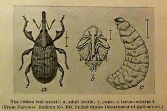 The boll weevil ruins more than 85 percent of the South’s cotton crop.