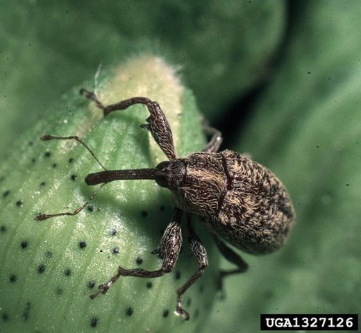 The boll weevil ruins more than 85 percent of the South’s cotton crop