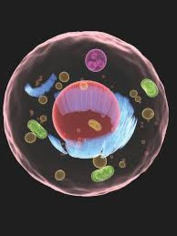 The cell is the basic unit of structure and organization in organisms.